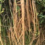 Bupleurum root